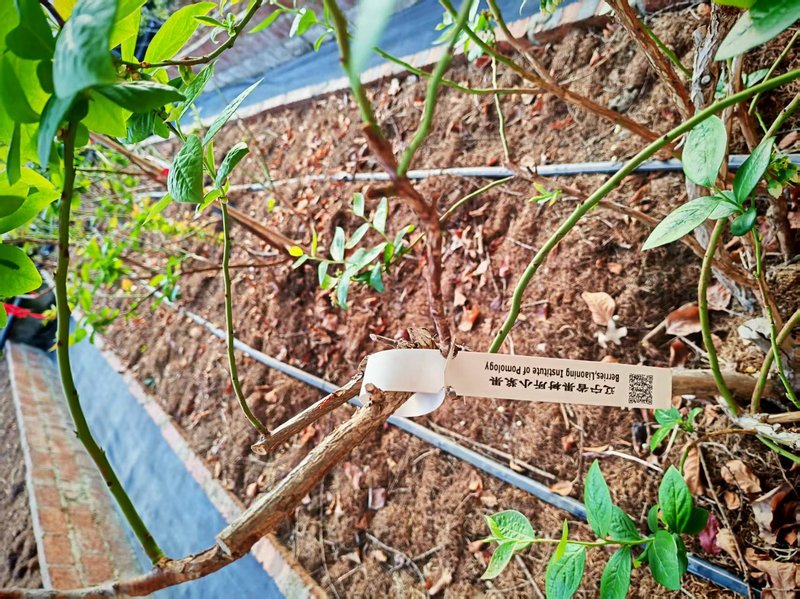 蓝莓树上的品种标签