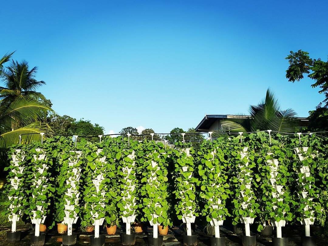 立体栽培塔规模化阵列应用